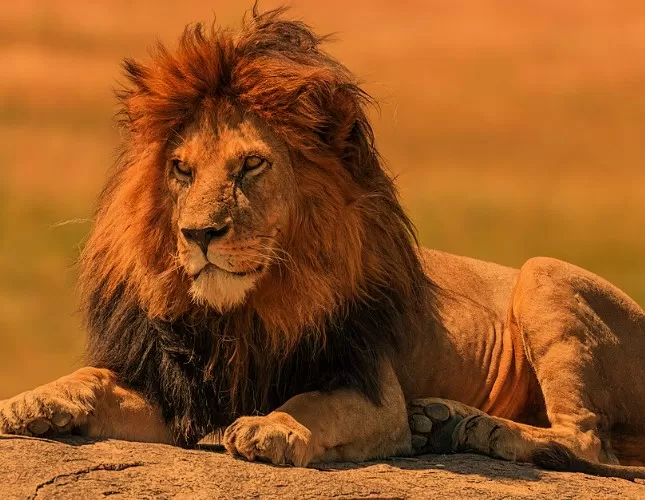 Receita encurta prazo para entregar declaração do IRPF 2026